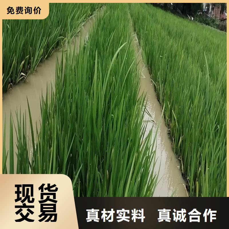 水生植物浮岛、水生植物浮岛厂家直销_大量现货