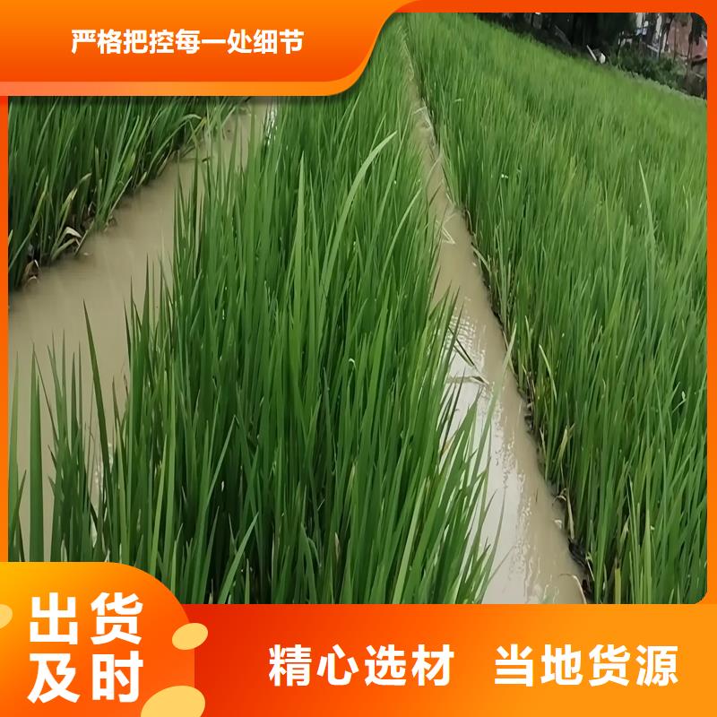 河道浮岛行业经验丰富