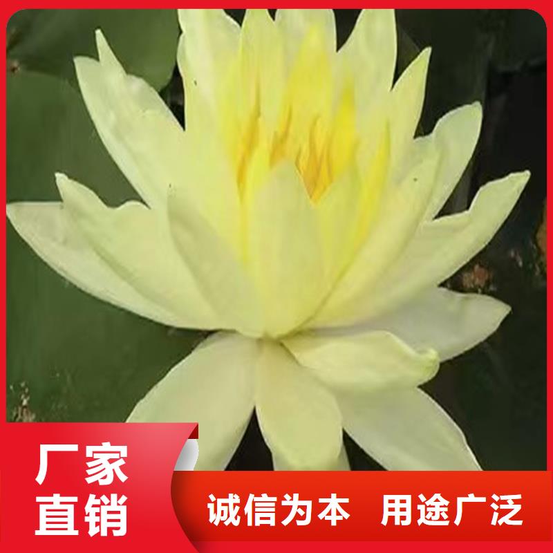 优质荷花的基地