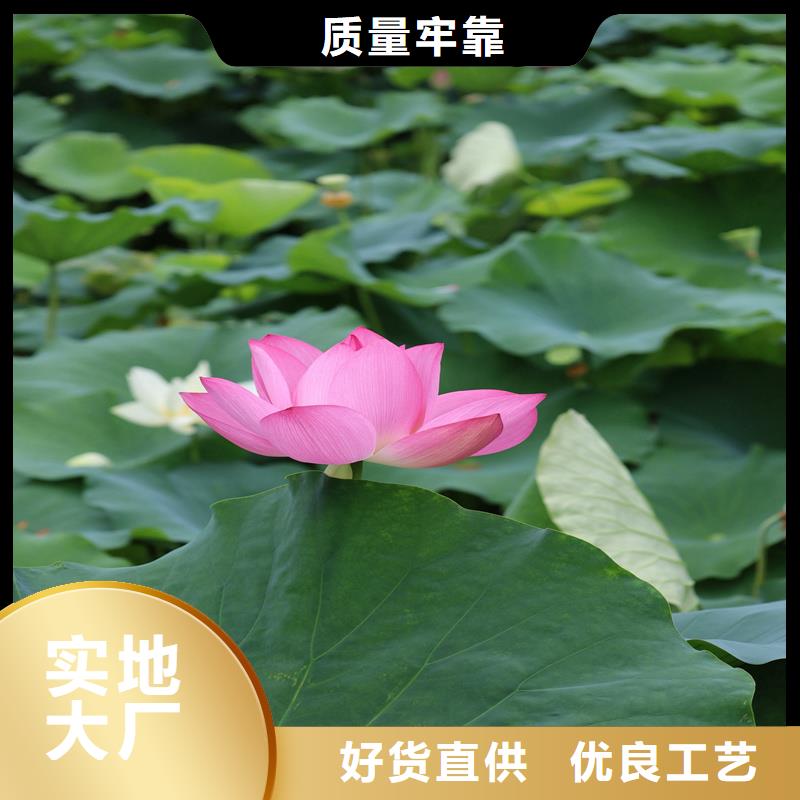 观赏荷花-点击咨询