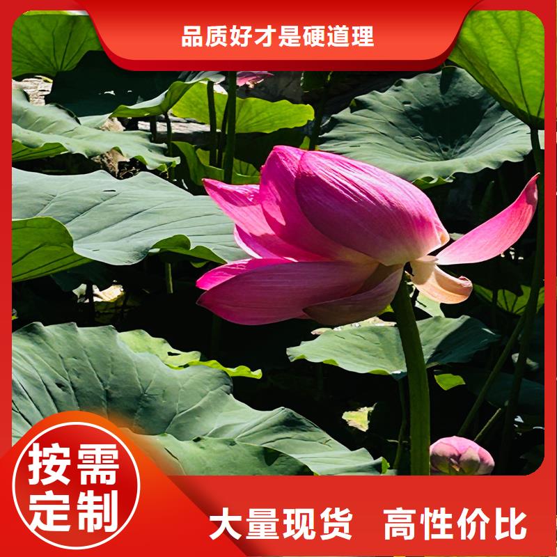 专业销售耐寒荷花苗-热销