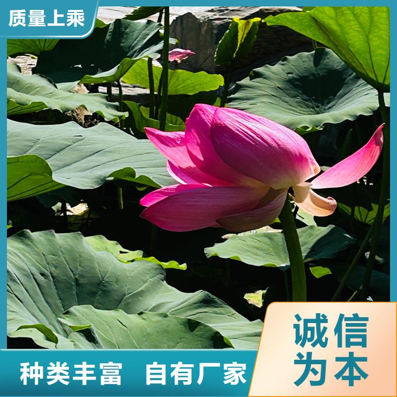 荷花苗工作原理