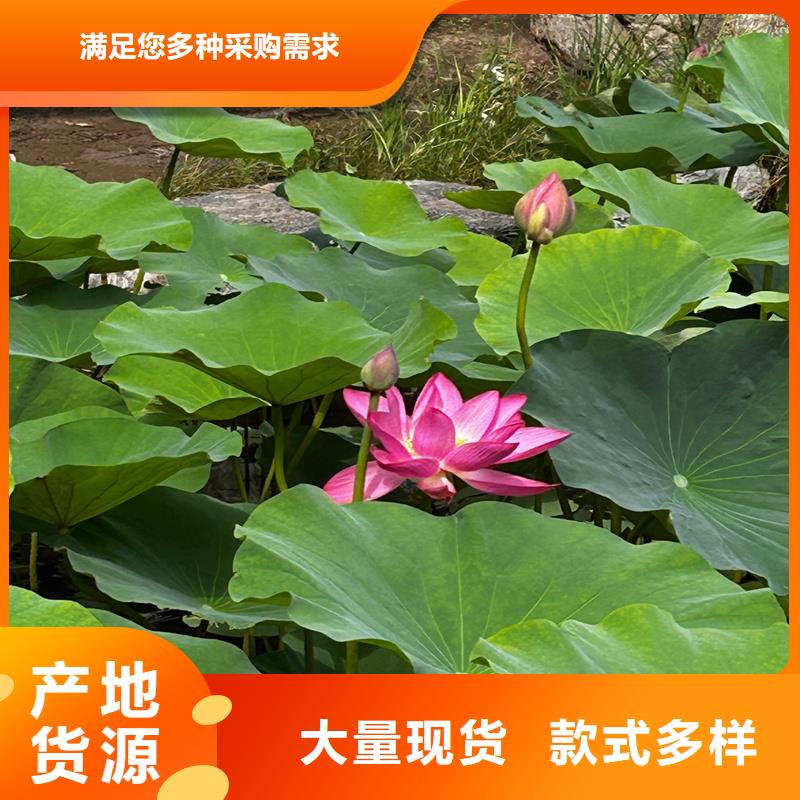 耐寒荷花苗、耐寒荷花苗生产厂家-