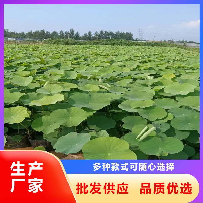 欢迎访问#荷花苗#实体厂家