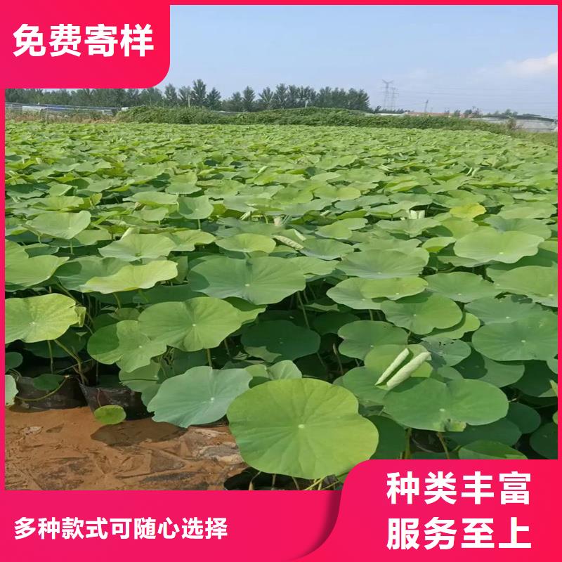 本地的莲藕苗厂家
