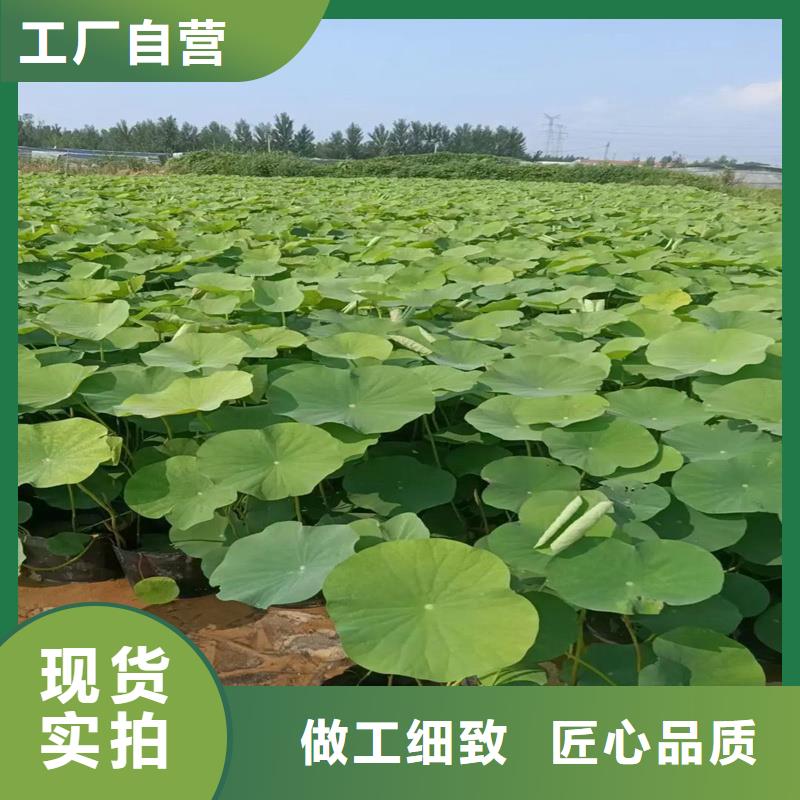 荷花苗基地质量保证