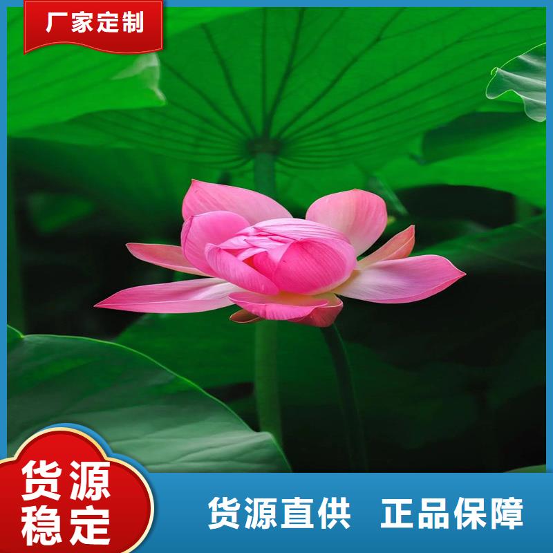 可定制的荷花苗品牌厂家