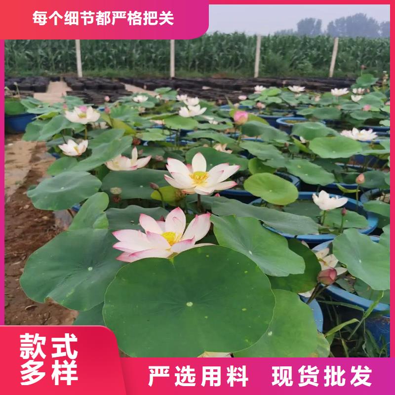 观赏荷花-点击咨询