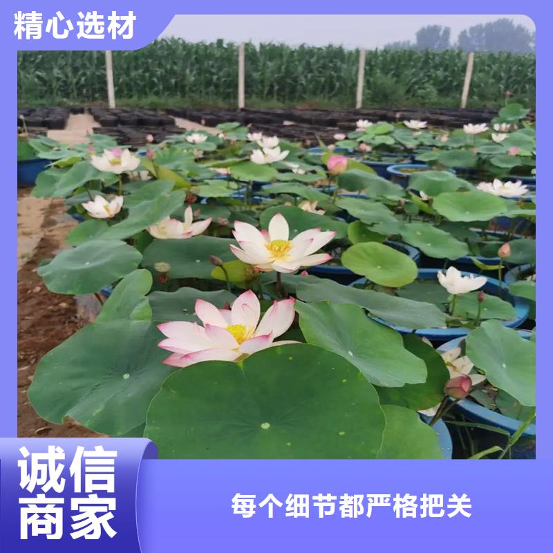 品牌的荷花苗公司