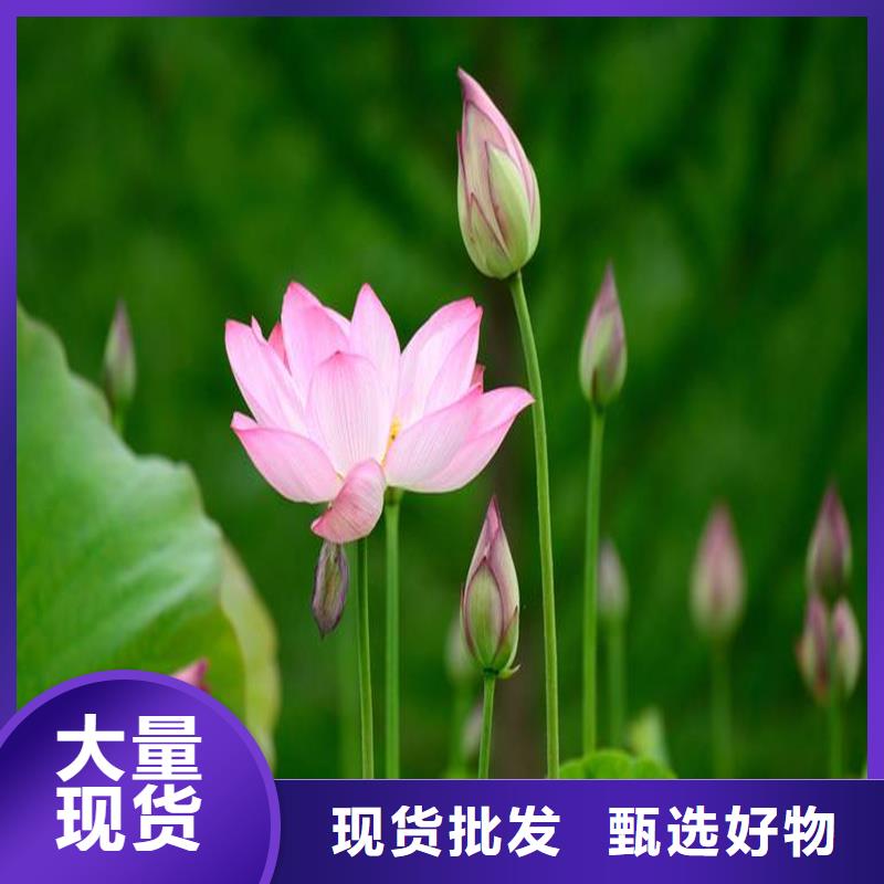 耐寒荷花苗供货稳定