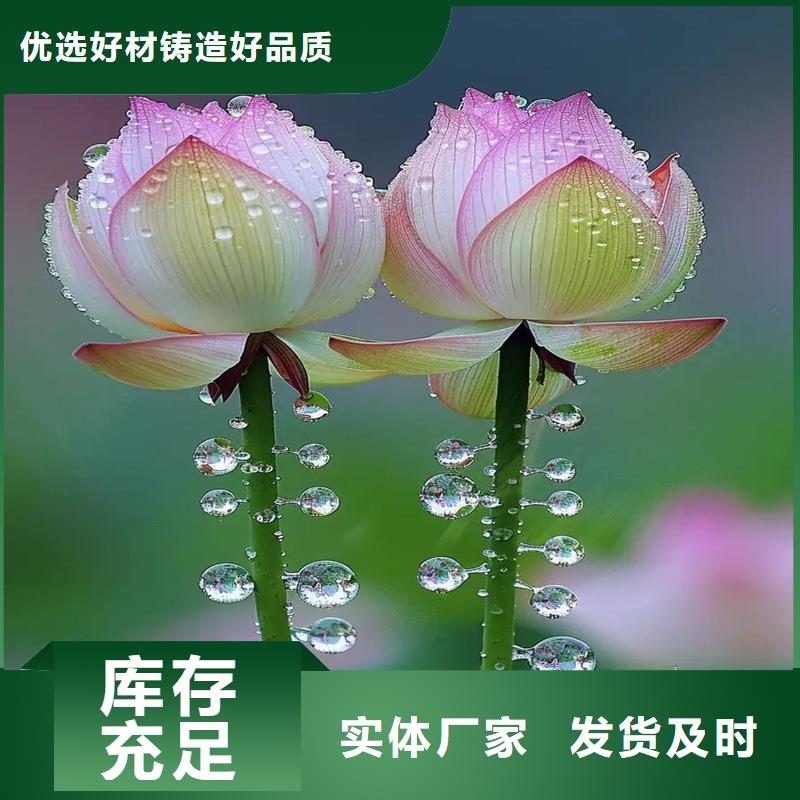 采购荷花苗必看-厂家直销