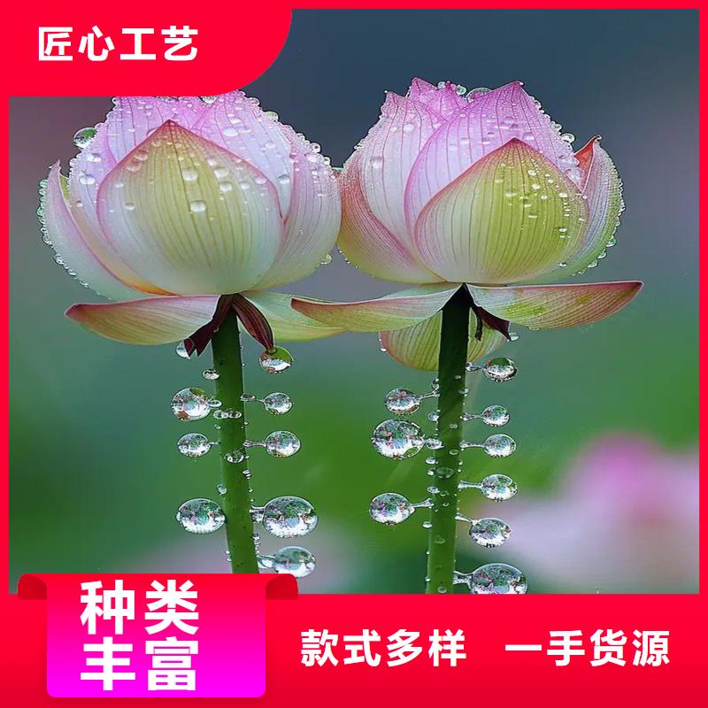 莲藕苗生产销售