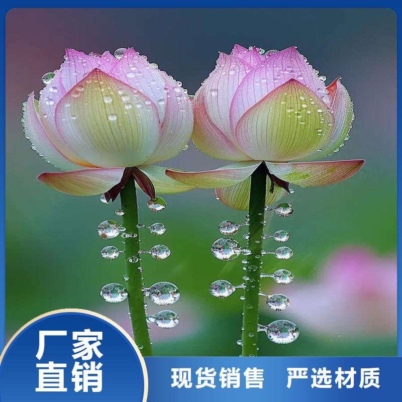 信誉好的观赏荷花