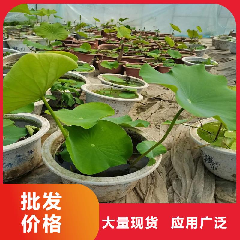 重信誉观赏荷花厂家
