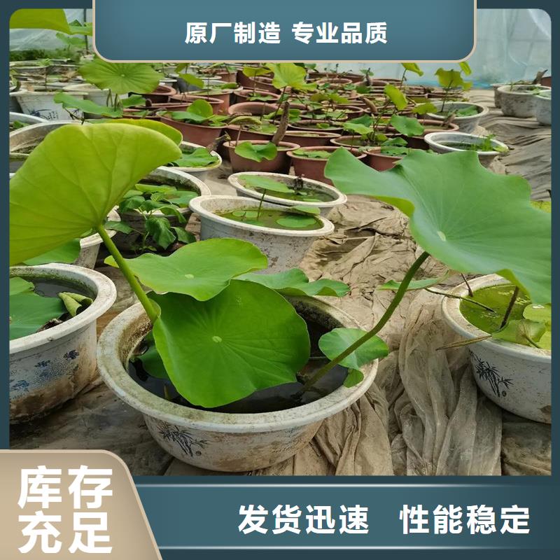 可定制的荷花苗品牌厂家