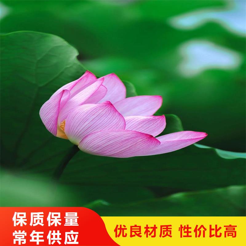 #荷花#-价格实惠