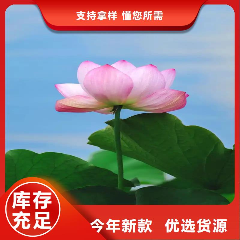 专业销售耐寒荷花苗-热销