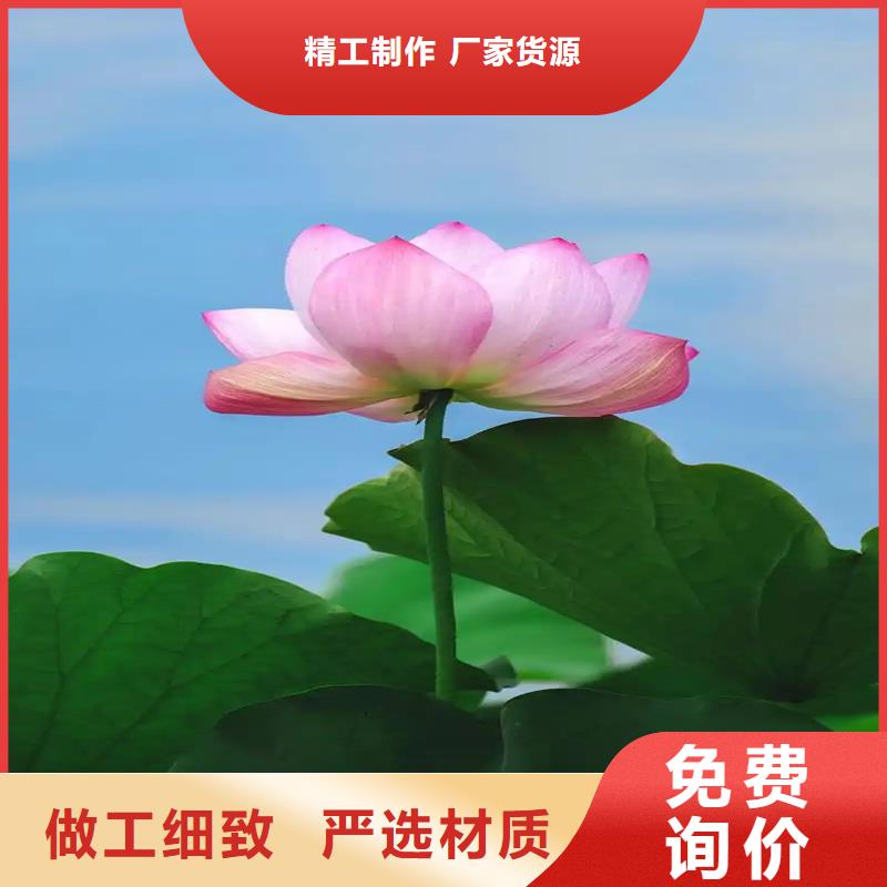 深水荷花苗价格免费咨询