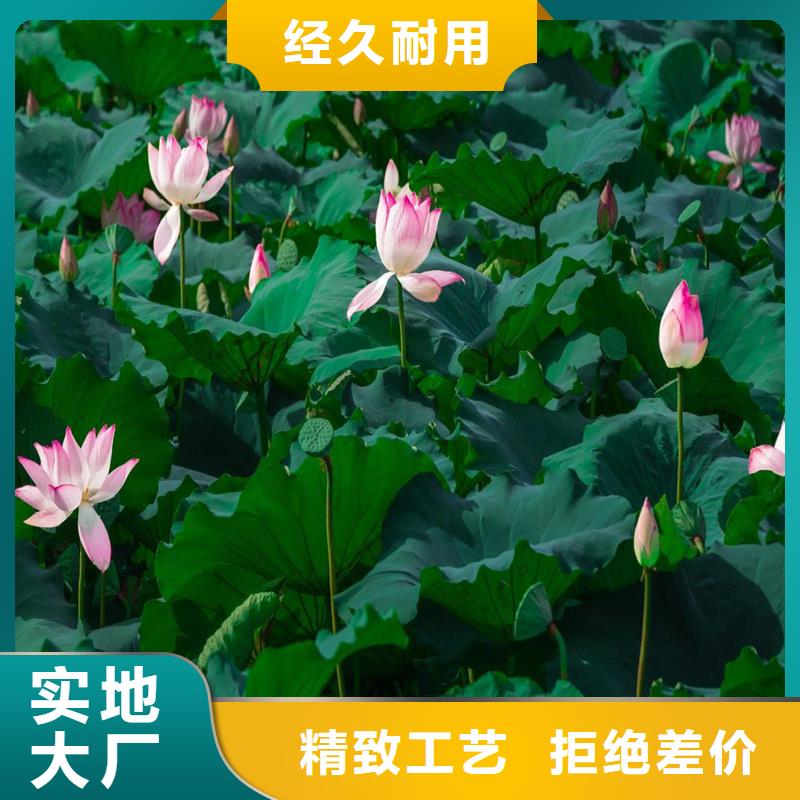 大型荷花苗质量广受好评