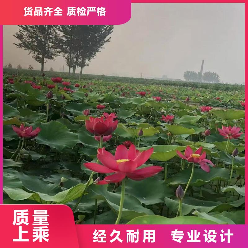 重信誉观赏荷花厂家