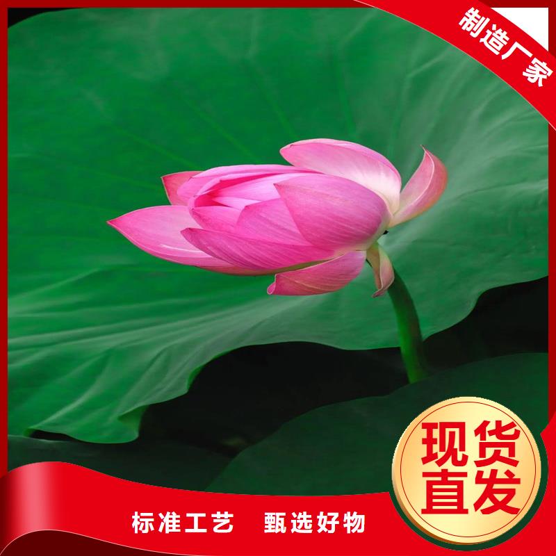荷花苗品牌企业