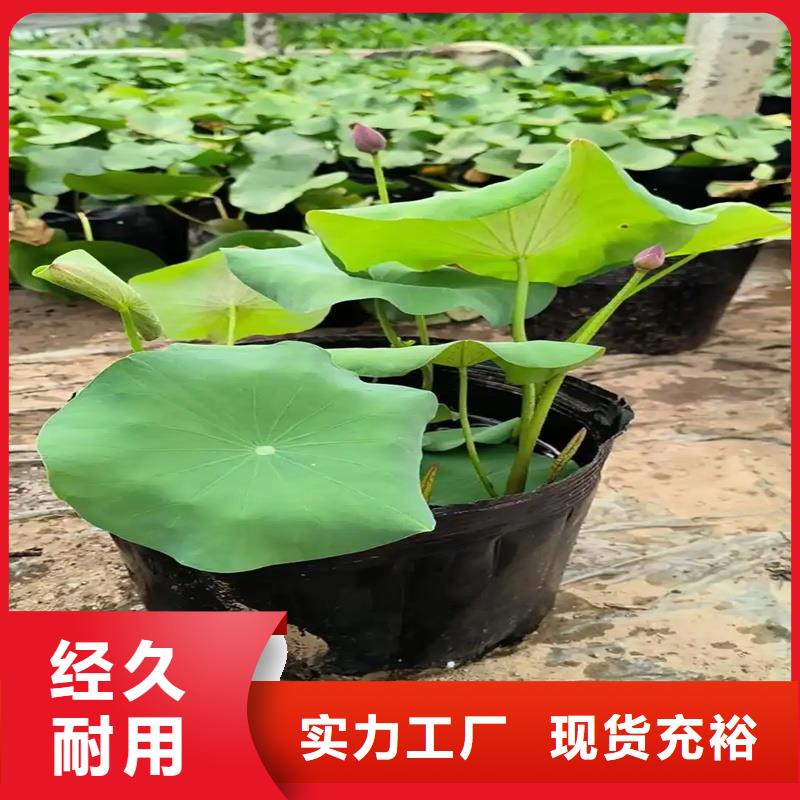 观赏荷花苗材质