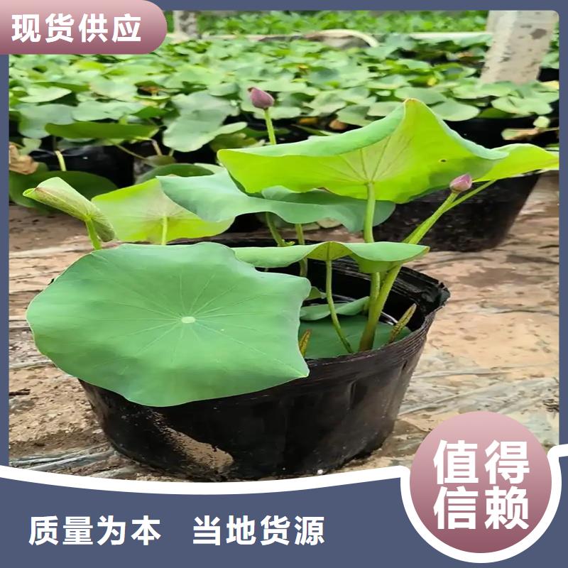 莲藕苗厂家直发