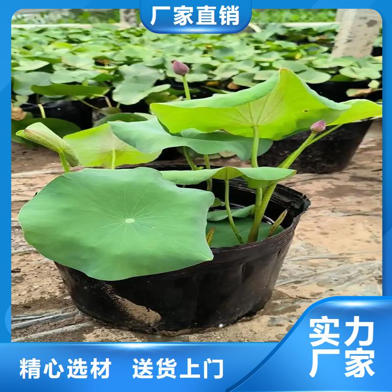 耐寒荷花苗供货稳定