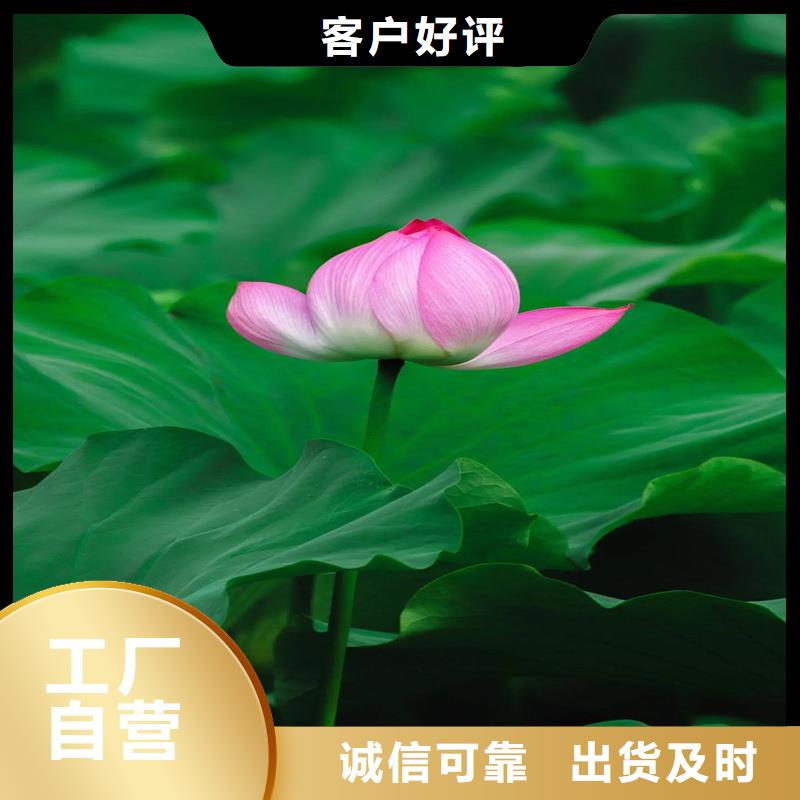 欢迎访问#荷花苗#实体厂家
