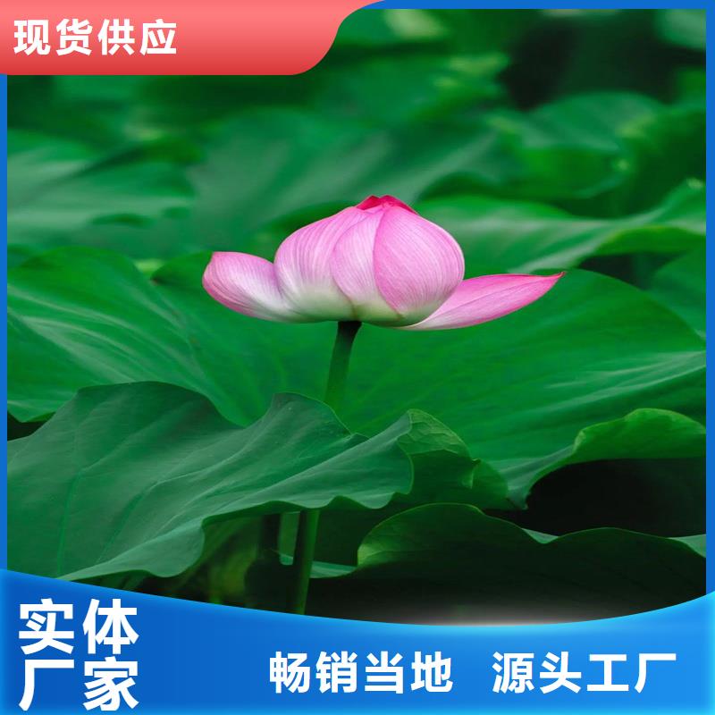 莲藕苗厂家长期供应