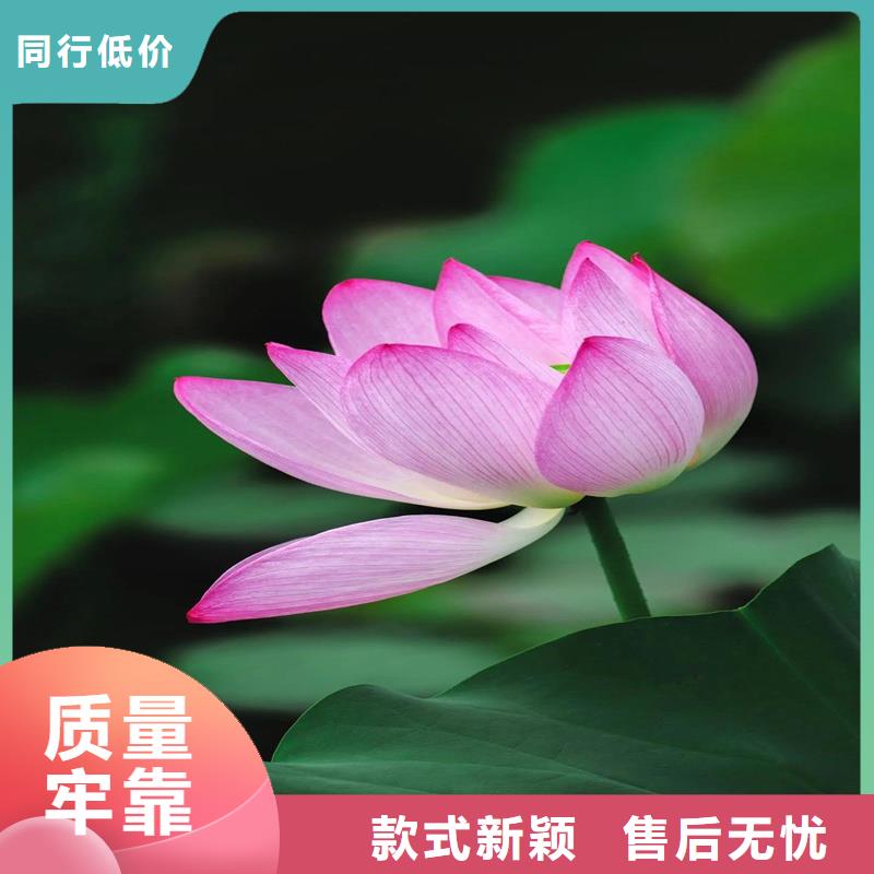 库存充足的荷花批发商