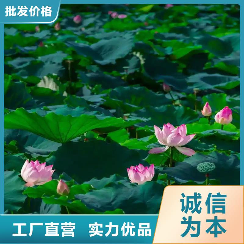 库存充足的荷花批发商