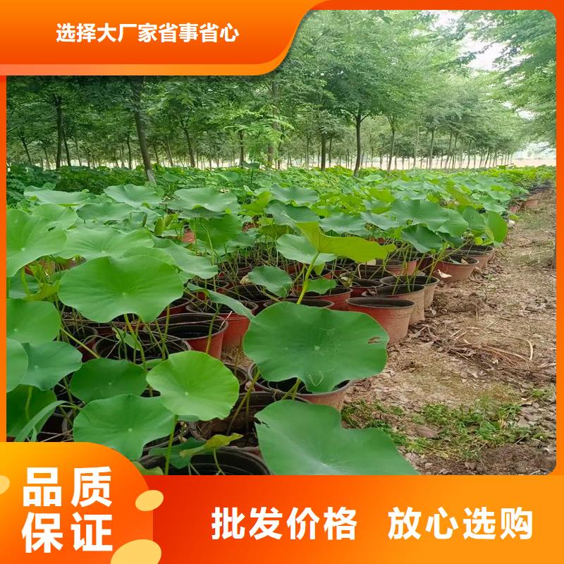可定制的荷花苗品牌厂家