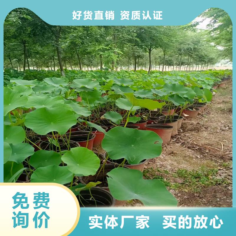 重信誉观赏荷花厂家