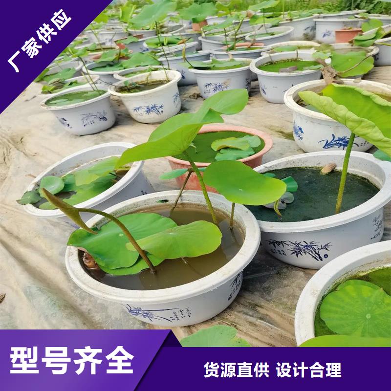 荷花-好产品放心可靠