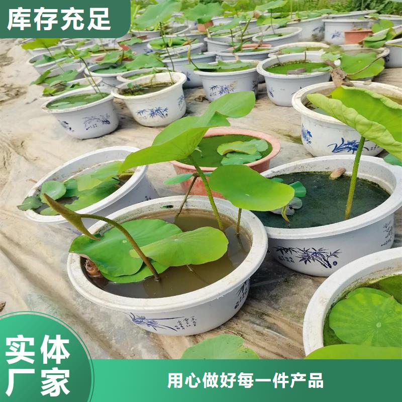 性价比高的大型荷花批发商