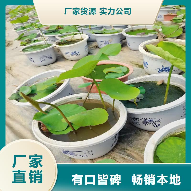 重信誉观赏荷花厂家