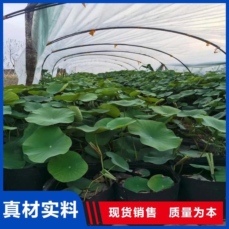 荷花苗基地质量可靠的厂家