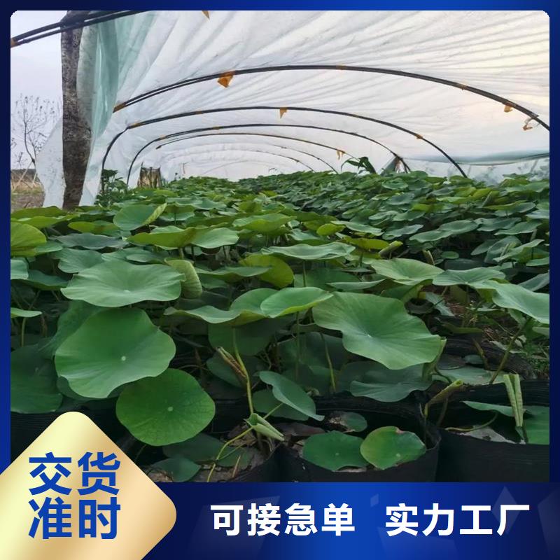 观赏荷花、观赏荷花参数