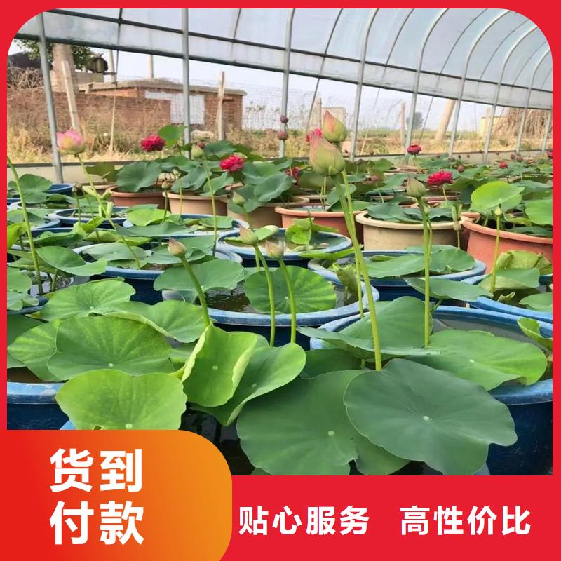 精品荷花苗-精品荷花苗服务优