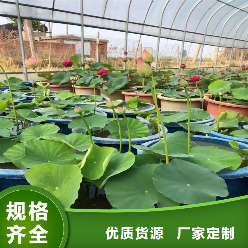 观赏荷花公司有现货