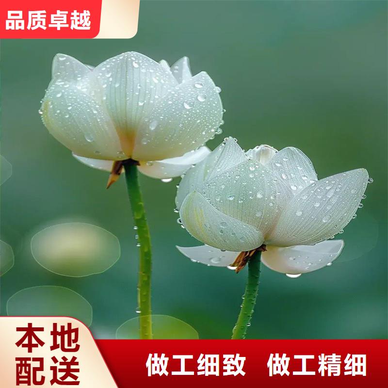 发货速度快的莲藕苗基地