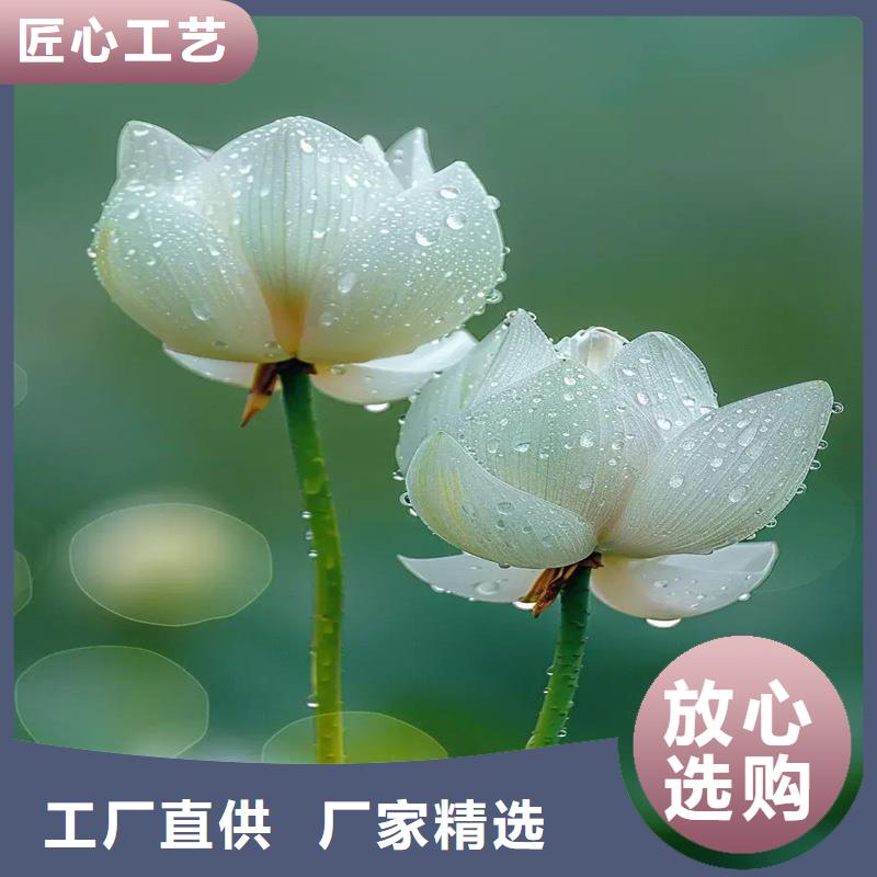 甄选:莲藕苗生产厂家