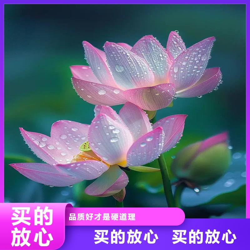 荷花大量供应厂家