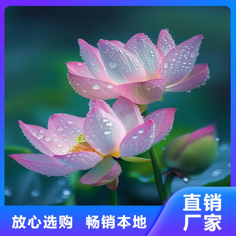 耐寒荷花苗、耐寒荷花苗生产厂家-