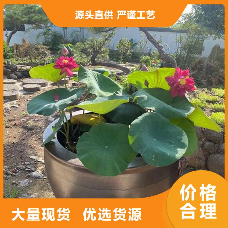 重信誉观赏荷花厂家