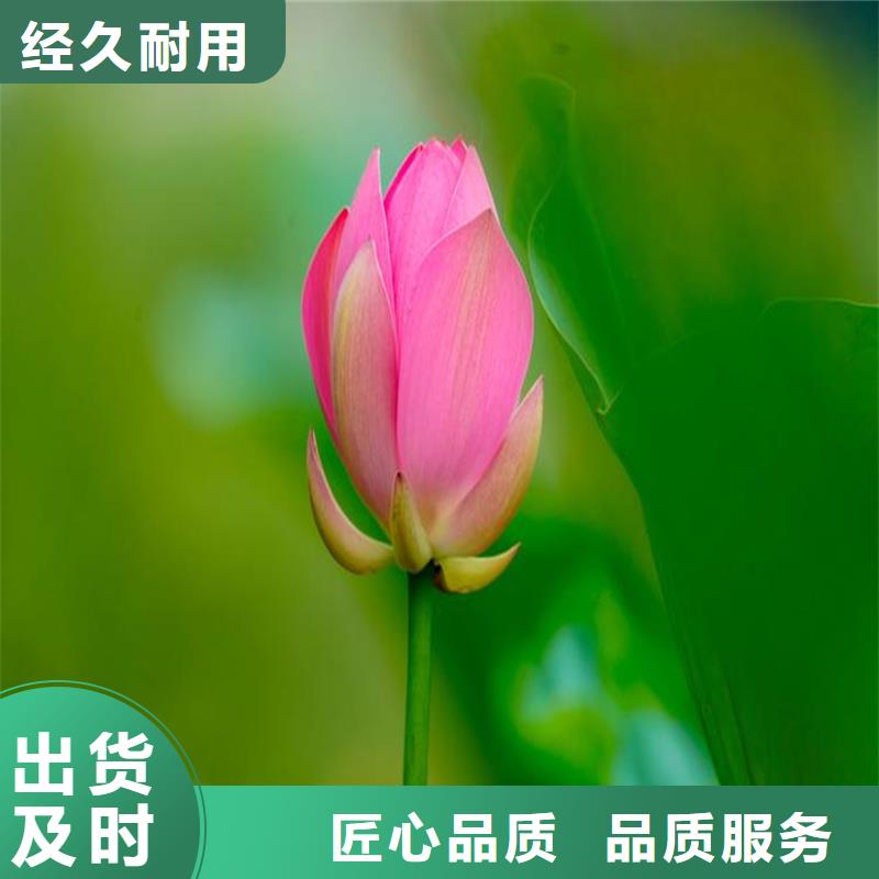 莲藕苗厂家直发