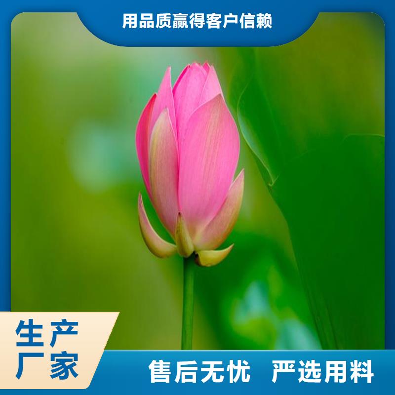 精品荷花厂家,规格全