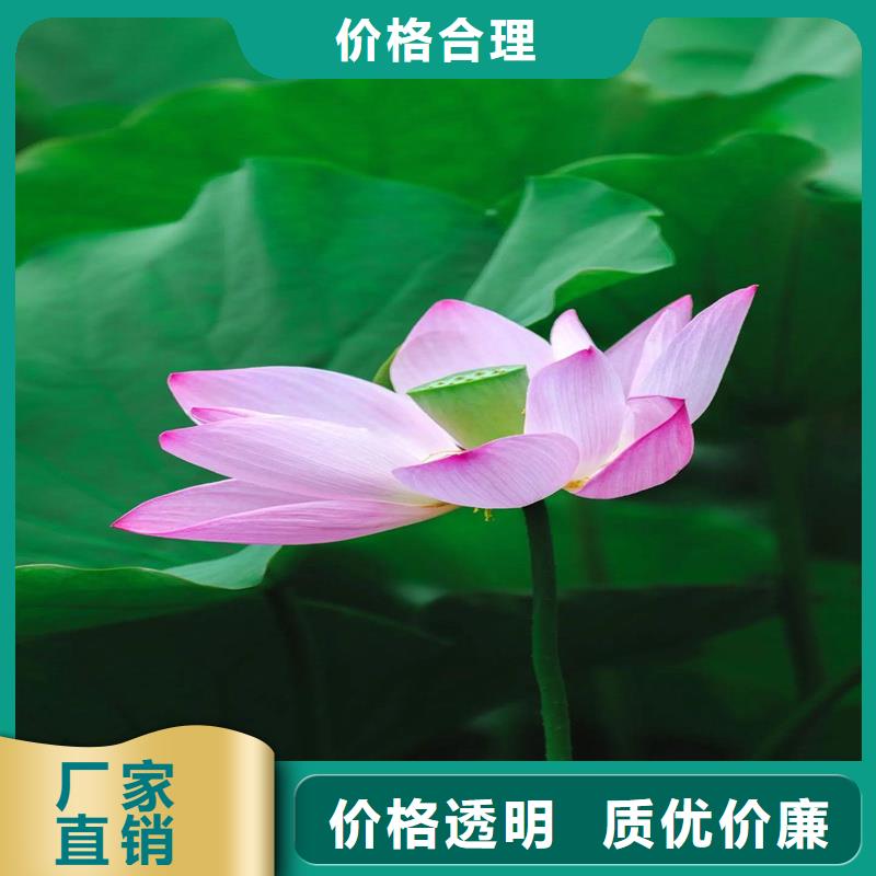 莲藕苗厂家直发