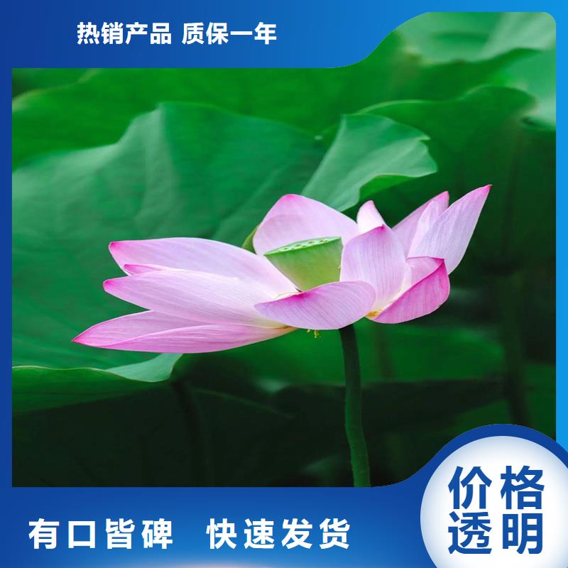 观赏荷花苗包安装